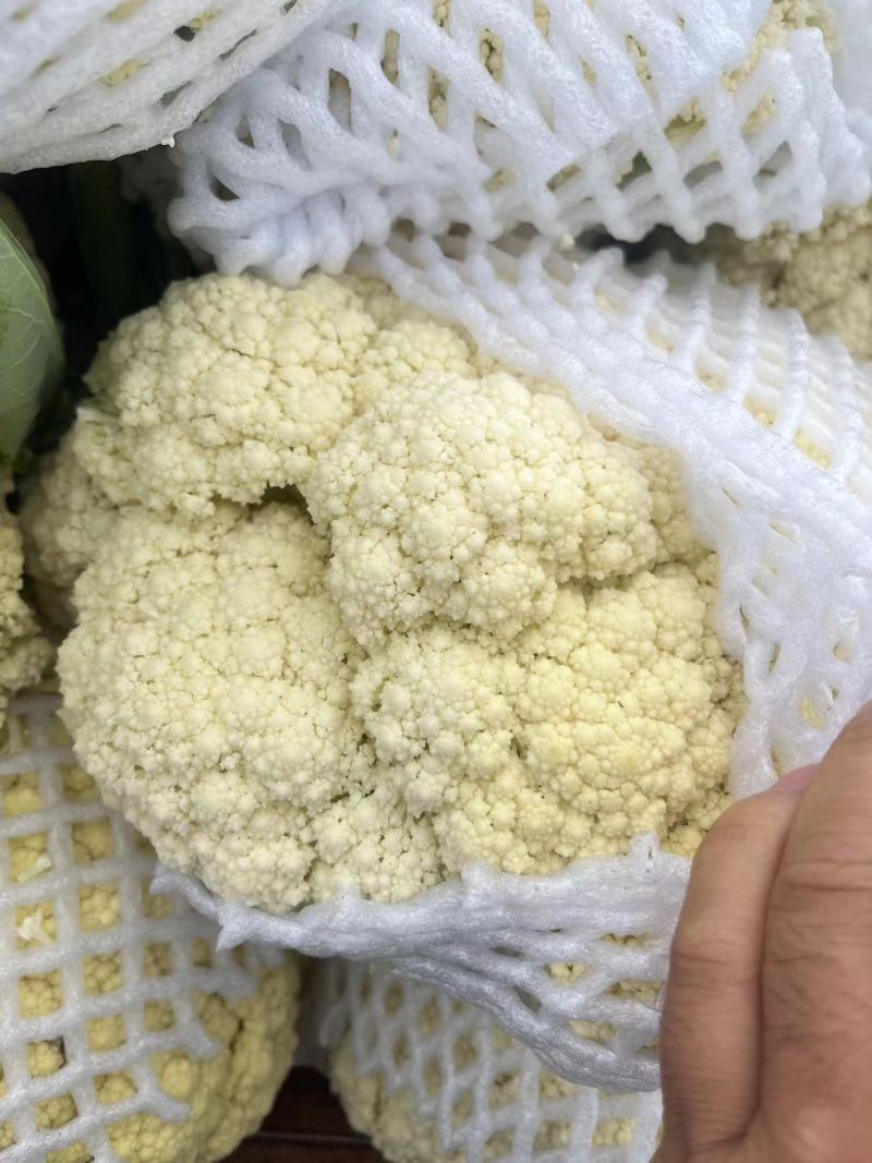 菜花松花菜有机花菜高品质全国代发货源充足