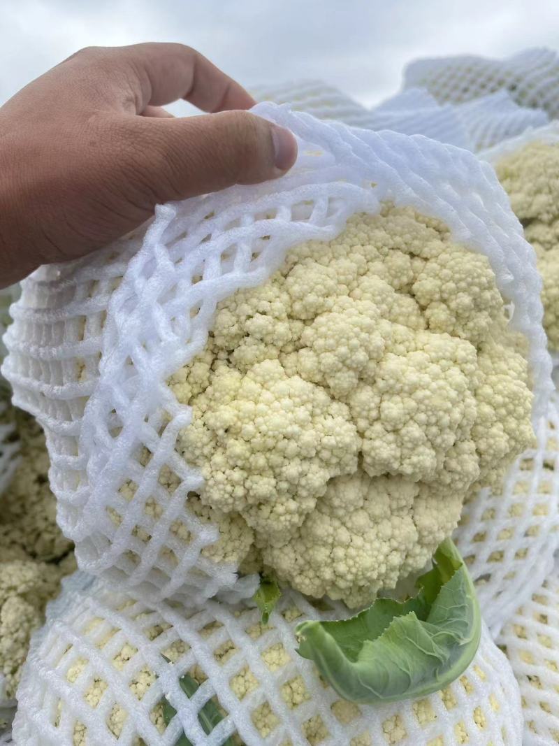菜花松花菜有机花菜高品质全国代发货源充足