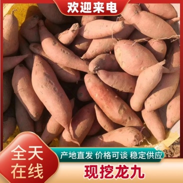 【热卖龙薯】龙薯9号河北产地直供市场商超货源充足来电优惠