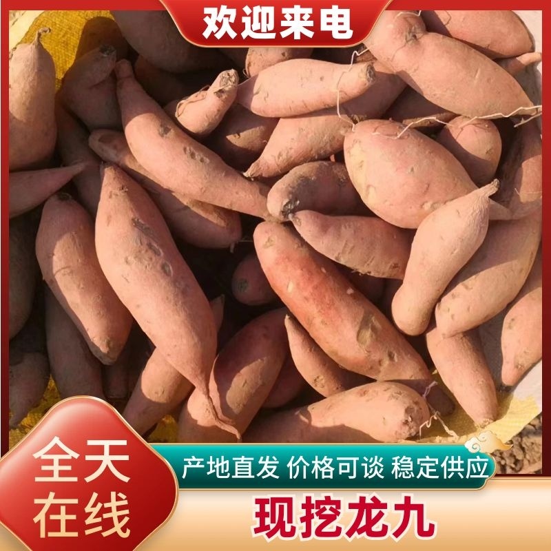 【热卖龙薯】龙薯9号河北产地直供市场商超货源充足来电优惠