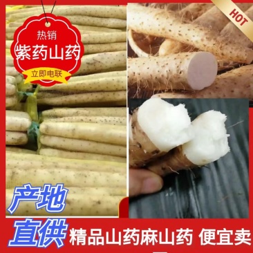 全国可发精品小白嘴山药一手货源价格优惠欢迎选购