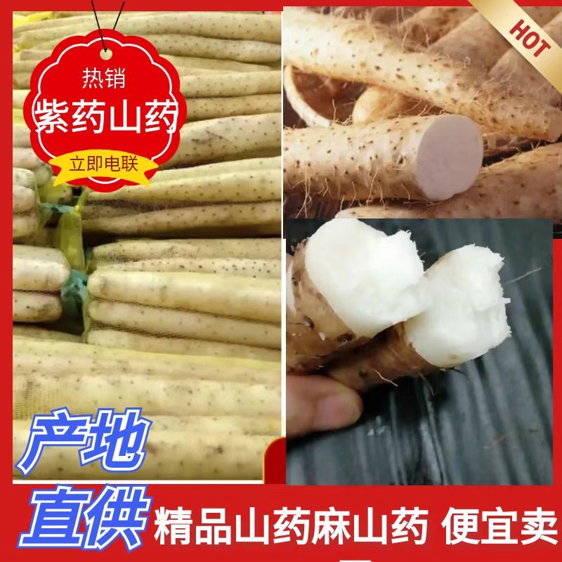 全国可发精品小白嘴山药一手货源价格优惠欢迎选购