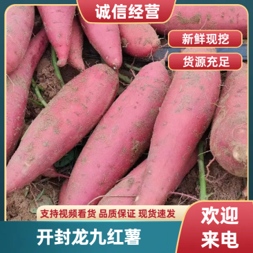 开封龙薯龙薯九号个头大条形好品质好货源充足