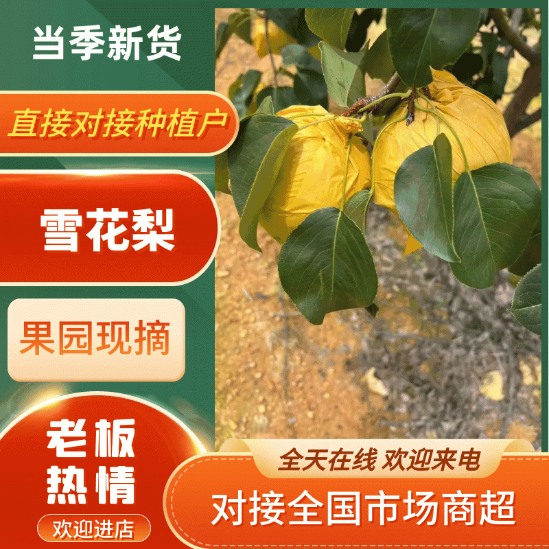 雪花梨云南红河雪花梨大量上市中品质保障量大从优