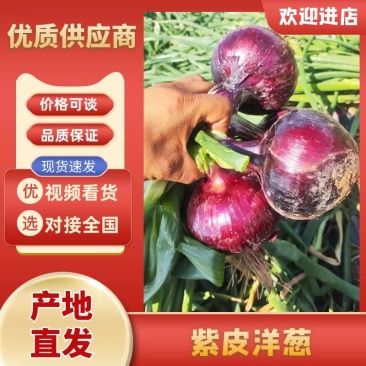 紫皮洋葱/量大从优/产地直发货源充足诚信经营可视频看货