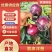 紫皮洋葱/量大从优/产地直发货源充足诚信经营可视频看货