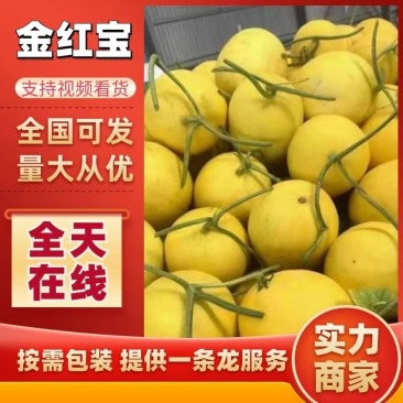 民勤蜜瓜，哈蜜瓜，金色年华，黄金蜜，一手货源保质保量