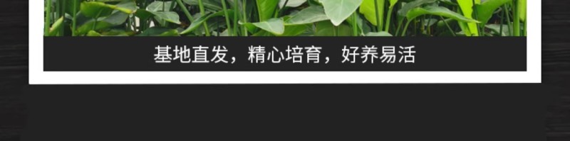 大棵天堂鸟盆栽客厅室内好养大型花卉绿植办公室必备轻奢绿植