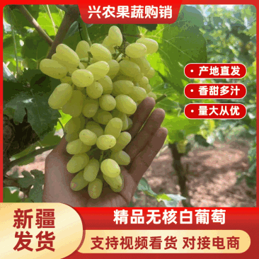 【精品无核白】新疆葡萄大量供应一手货源全国发货