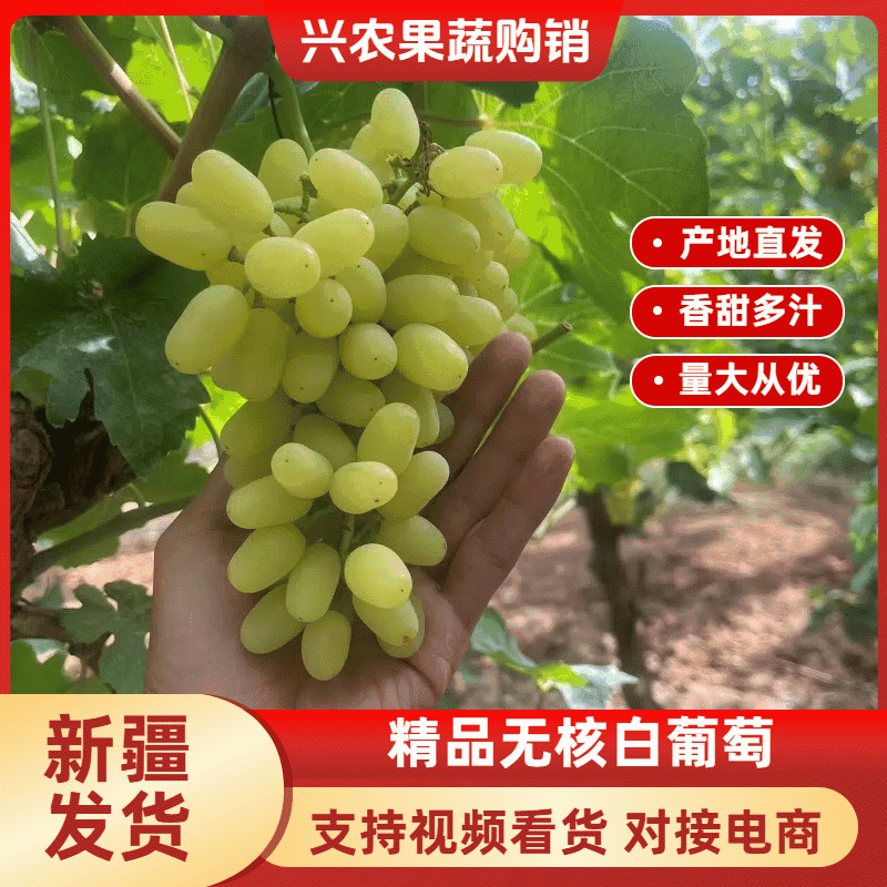 【精品无核白】新疆葡萄大量供应一手货源全国发货