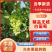 【实力供货】葡萄新疆无核白葡萄产地现摘现发市场来电优惠