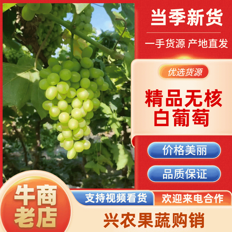 【实力供货】葡萄新疆无核白葡萄产地现摘现发市场来电优惠