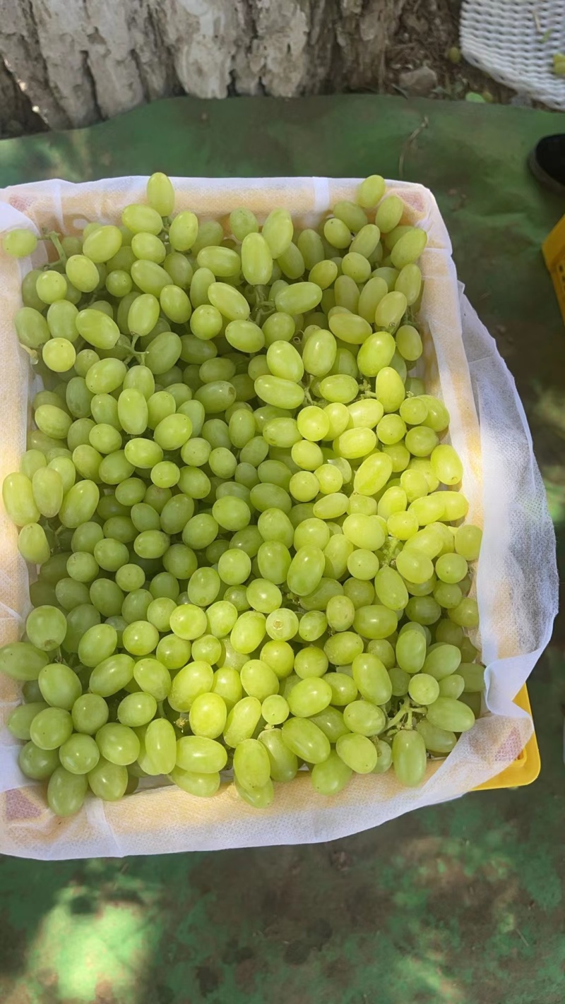 【实力供货】葡萄新疆无核白葡萄产地现摘现发市场来电优惠