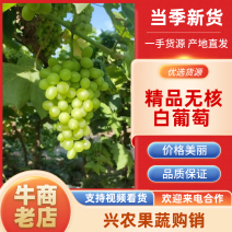 【诚信商家】新疆无核白葡萄甜度高质量好价格便宜