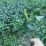 峨眉问春保质保量自产自销苗圃直发欢迎选购