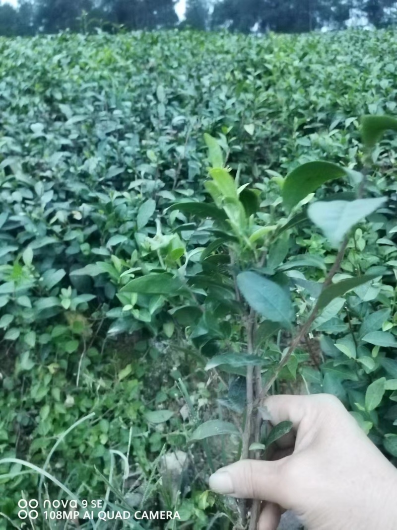 峨眉问春保质保量自产自销苗圃直发欢迎选购