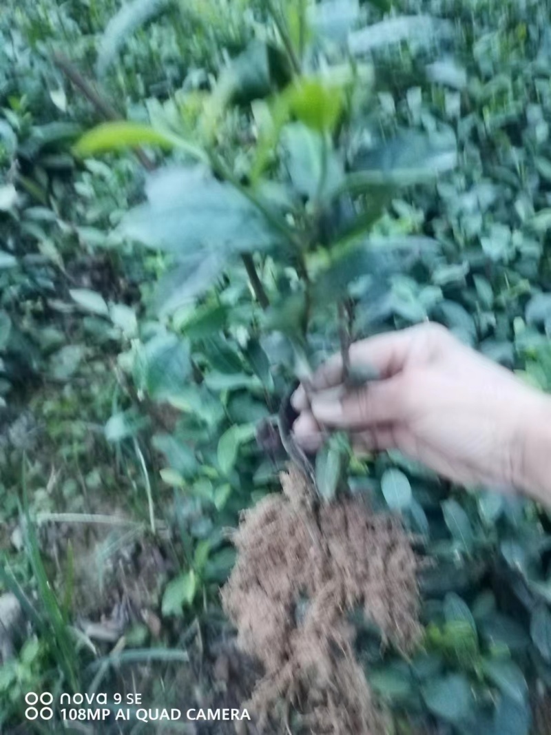 峨眉问春保质保量自产自销苗圃直发欢迎选购