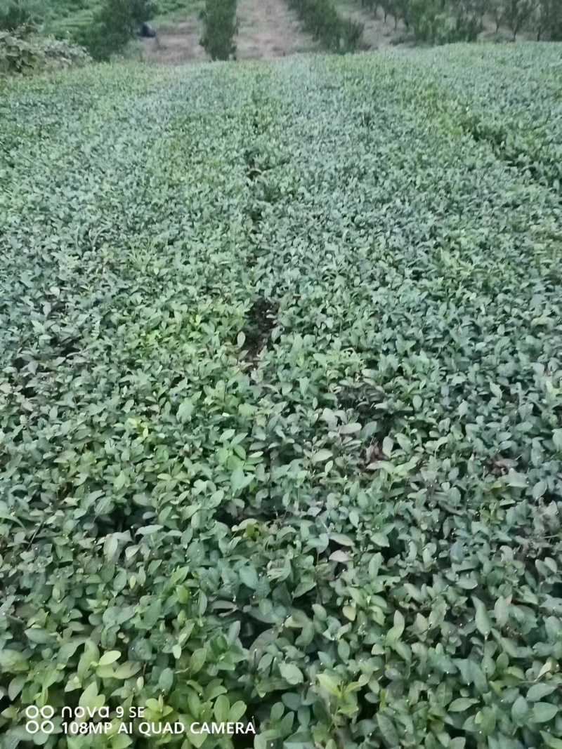 峨眉问春保质保量自产自销苗圃直发欢迎选购