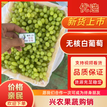 【畅销榜】实力供应无核白葡萄基地直发品质保证可对接