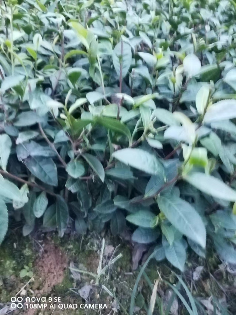 峨眉问春保质保量自产自销苗圃直发欢迎选购
