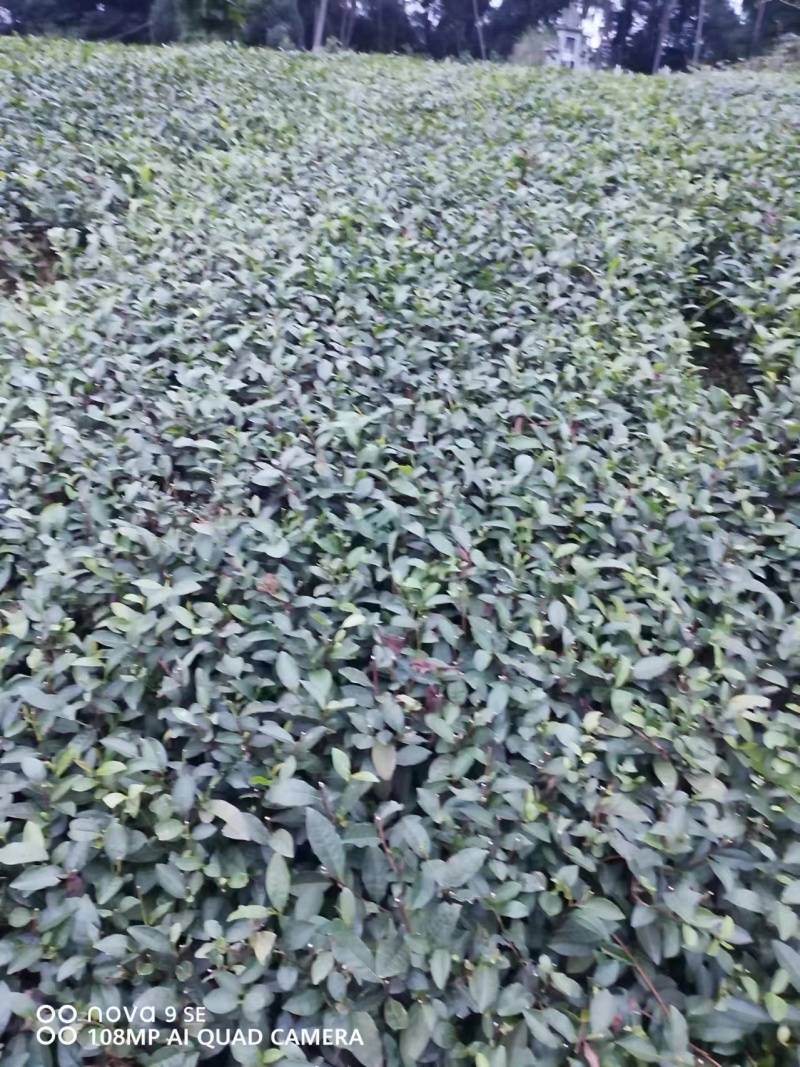 峨眉问春保质保量自产自销苗圃直发欢迎选购