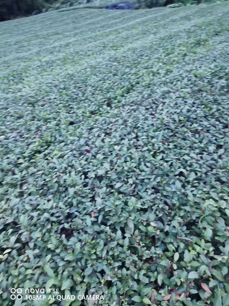 峨眉问春保质保量自产自销苗圃直发欢迎选购