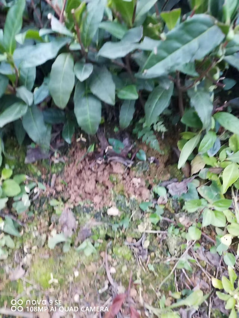精品茶树苗安吉白茶保真报量正品直发欢迎选购
