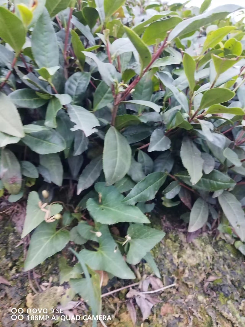 精品茶树苗安吉白茶保真报量正品直发欢迎选购