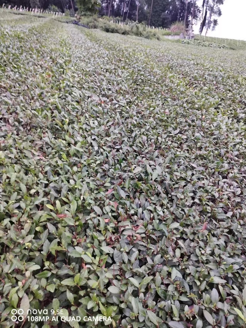 精品茶树苗安吉白茶保真报量正品直发欢迎选购