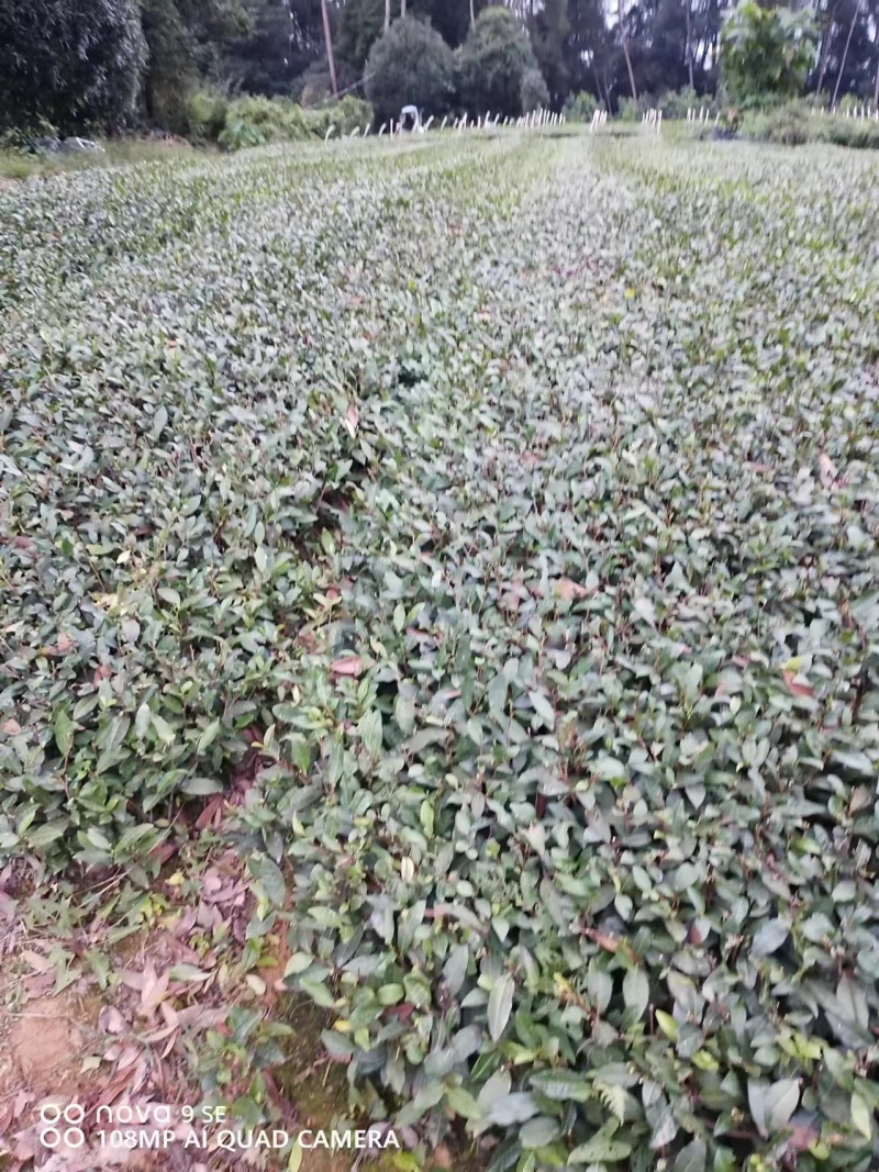 精品茶树苗安吉白茶保真报量正品直发欢迎选购