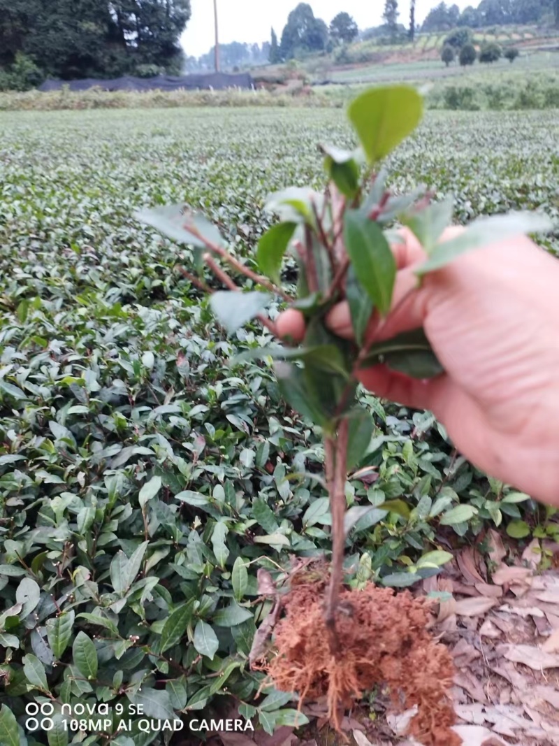 精品茶树苗安吉白茶保真报量正品直发欢迎选购