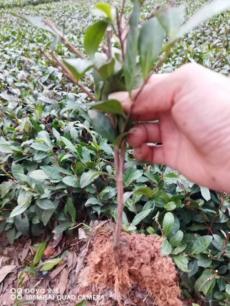 精品茶树苗安吉白茶保真报量正品直发欢迎选购