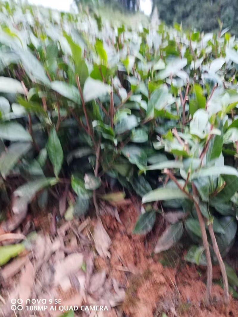 精品茶树苗安吉白茶保真报量正品直发欢迎选购