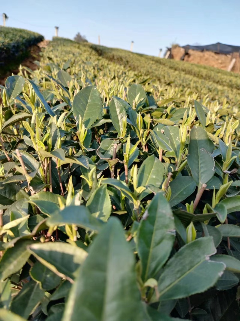 福云四号茶苗量大从优欢迎选购产地直发欢迎选购