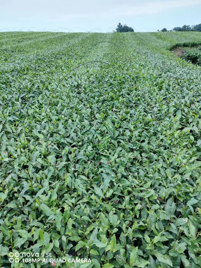 福云四号茶苗量大从优欢迎选购产地直发欢迎选购
