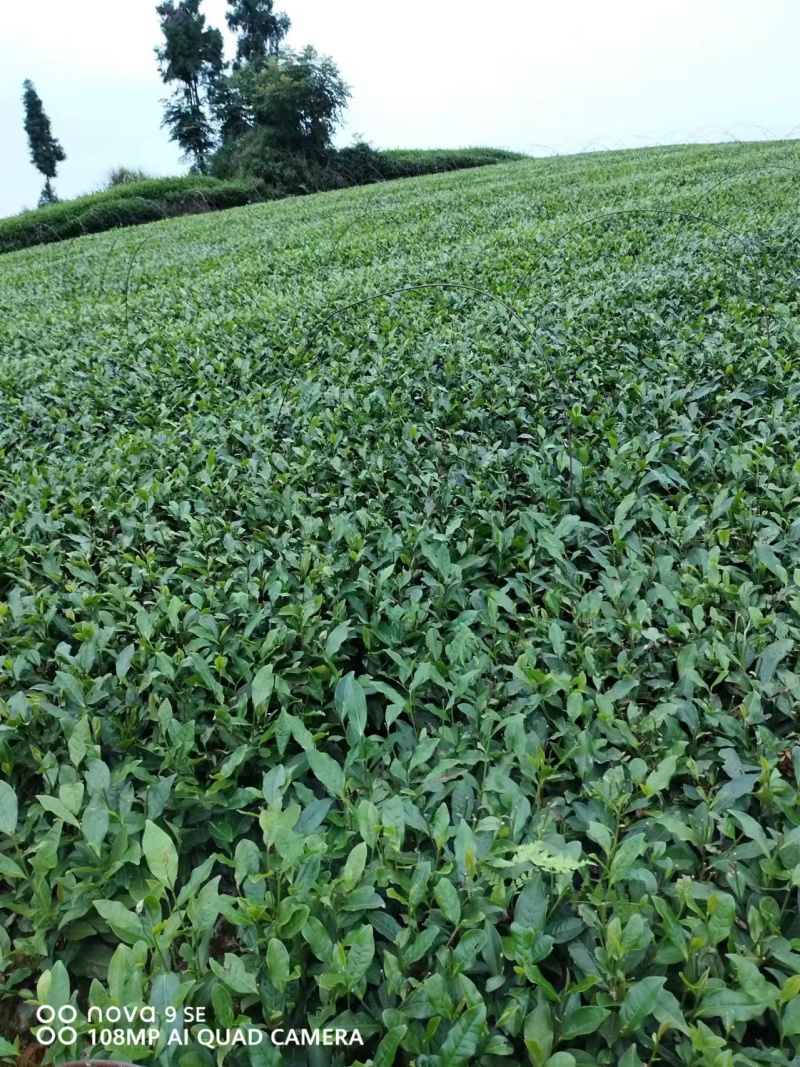福云四号茶苗量大从优欢迎选购产地直发欢迎选购