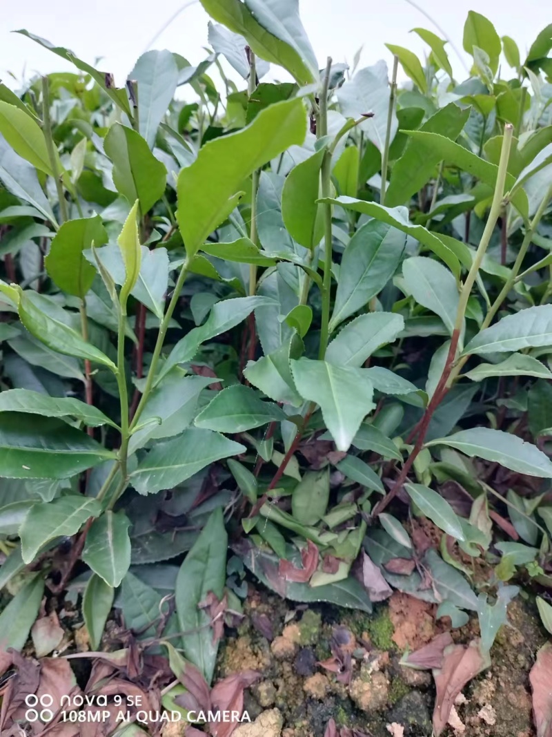福云四号茶苗量大从优欢迎选购产地直发欢迎选购