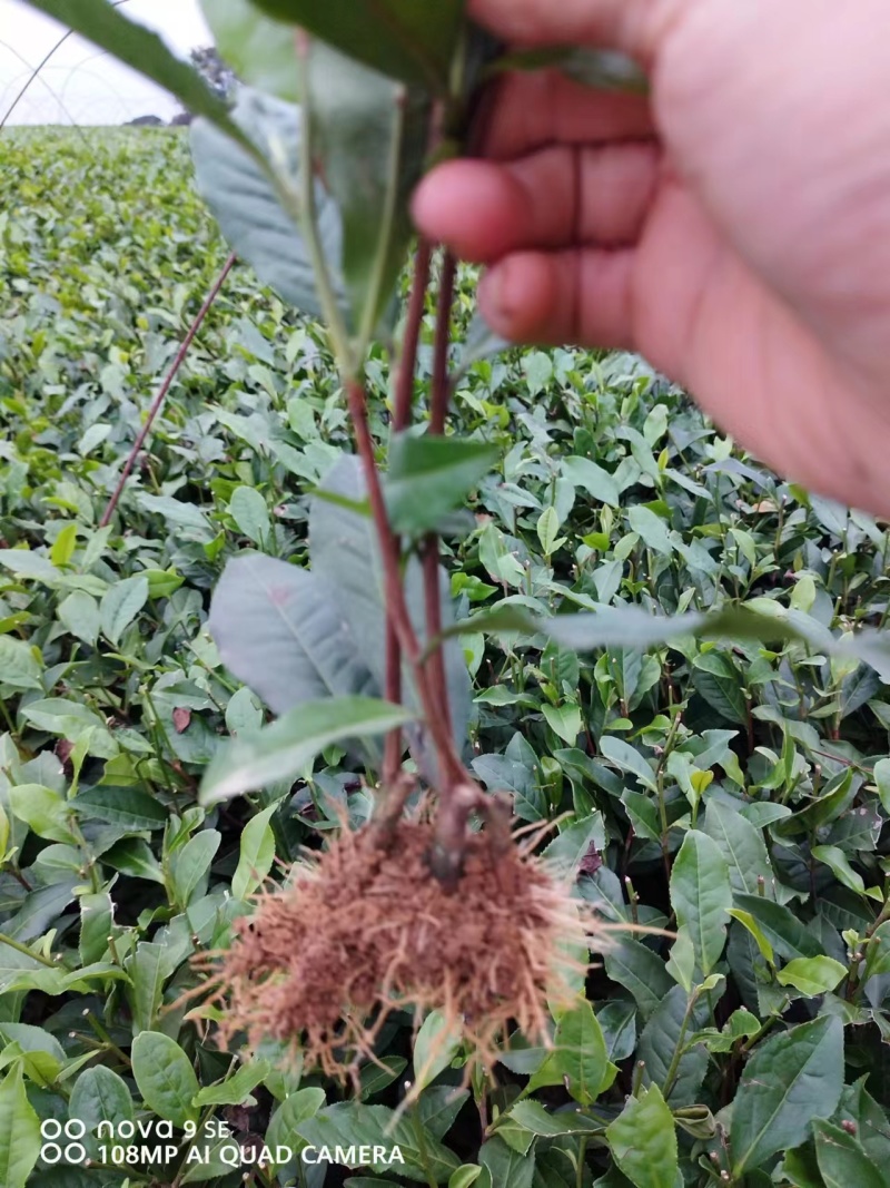 福云四号茶苗量大从优欢迎选购产地直发欢迎选购