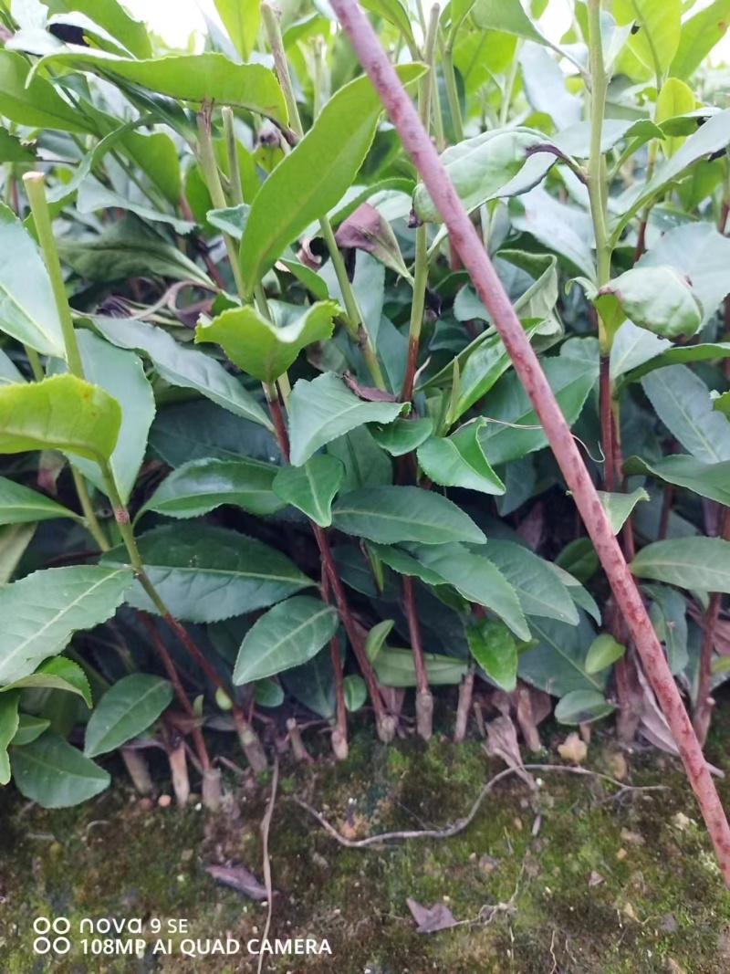 福云四号茶苗量大从优欢迎选购产地直发欢迎选购