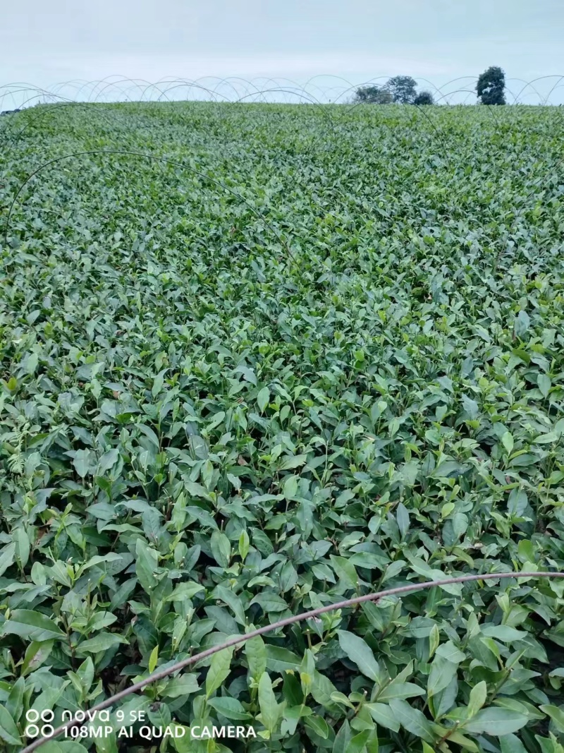 福云四号茶苗量大从优欢迎选购产地直发欢迎选购