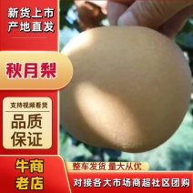（实力）秋月梨诚信经营价格优惠口感酥甜欢迎来电咨询