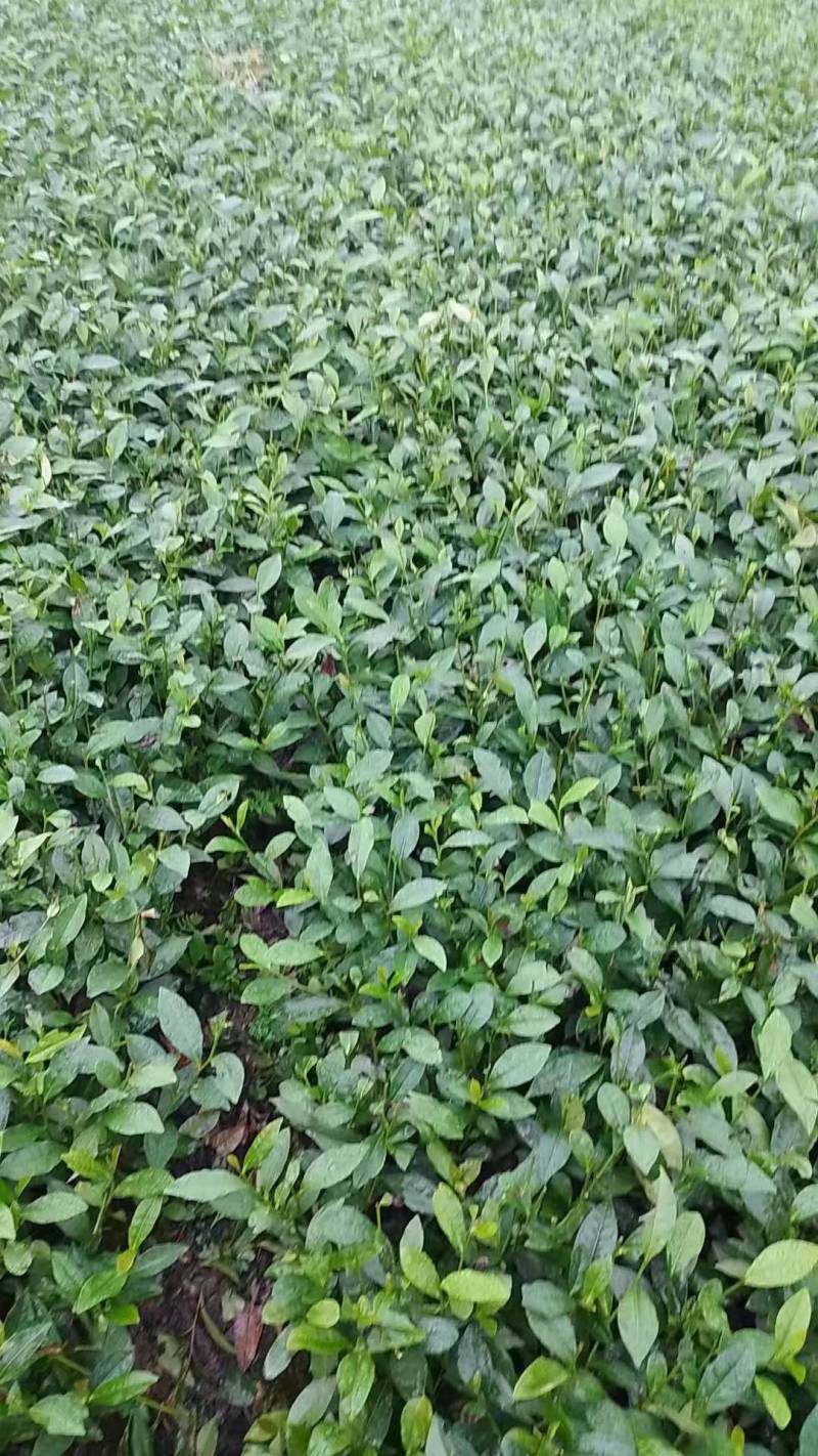 专业茶苗2024福选九号茶苗产地直发一手货源保质保量
