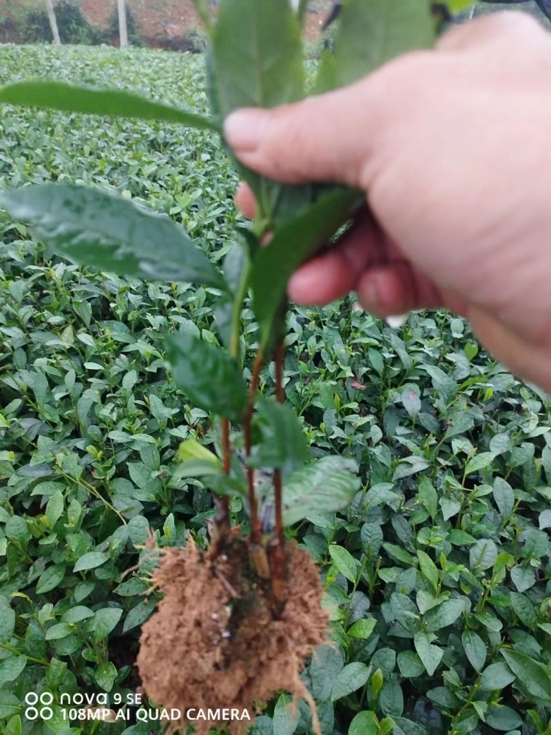 专业茶苗2024福选九号茶苗产地直发一手货源保质保量