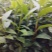 专业茶苗2024福选九号茶苗产地直发一手货源保质保量