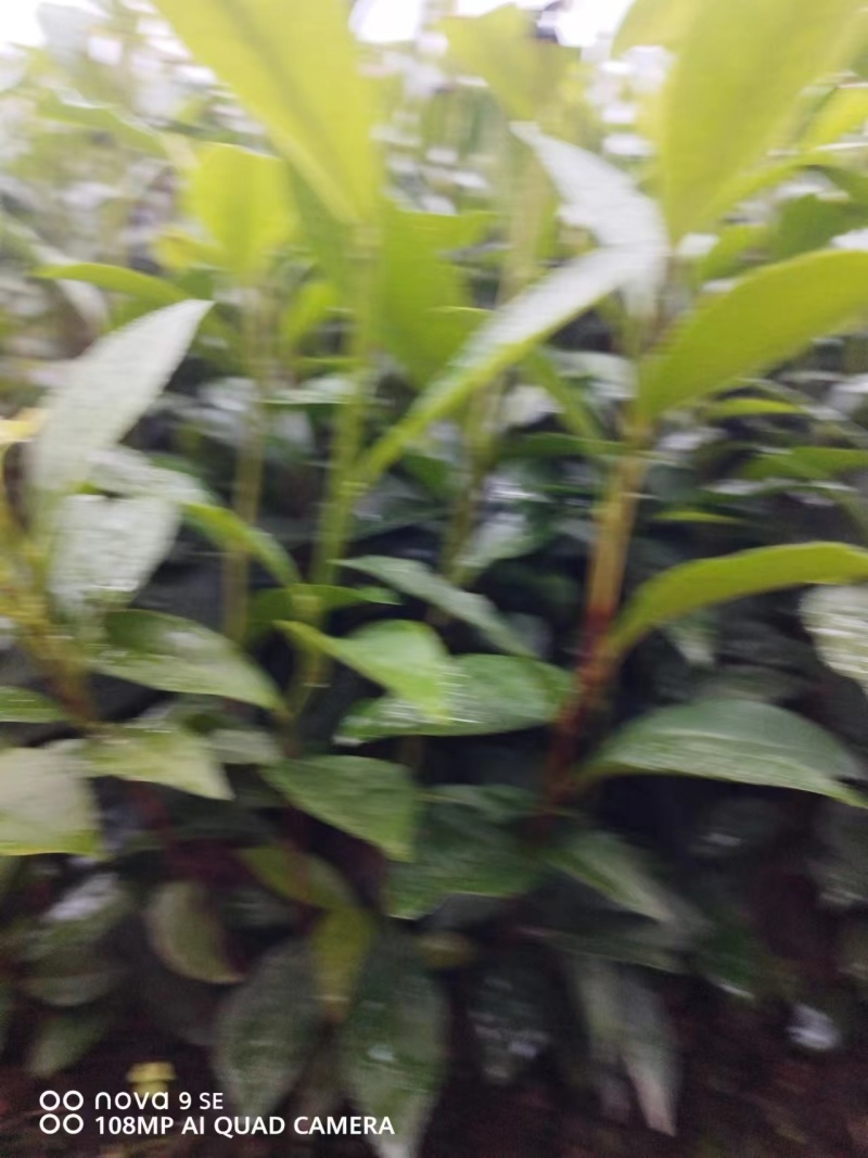 专业茶苗2024福选九号茶苗产地直发一手货源保质保量