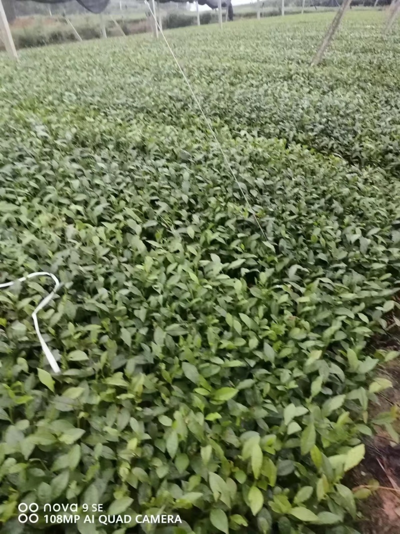专业茶苗2024福选九号茶苗产地直发一手货源保质保量