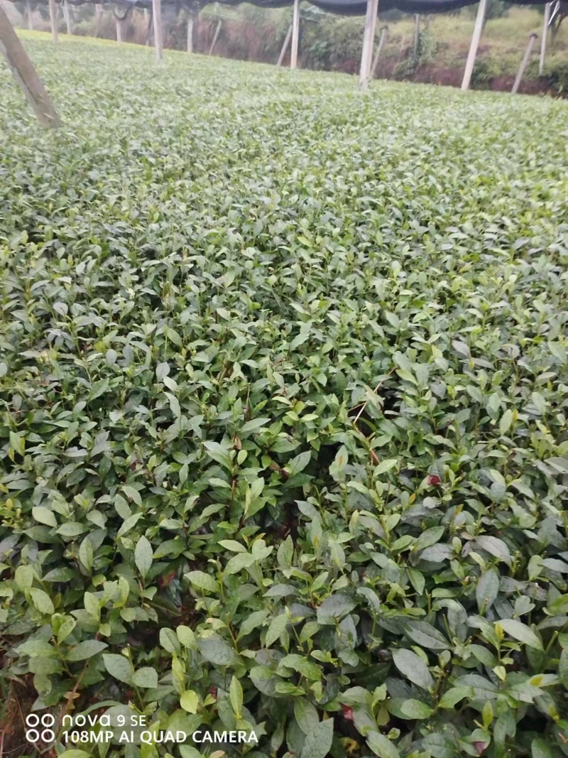 专业茶苗2024福选九号茶苗产地直发一手货源保质保量