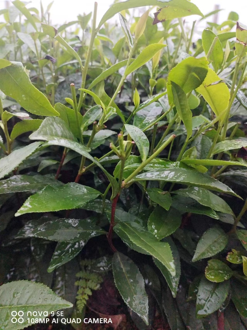 专业茶苗2024福选九号茶苗产地直发一手货源保质保量
