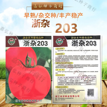 浙杂203番茄种子无限生长类型早熟幼果无果肩