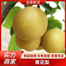 【黄花梨】广西梨广西黄花梨大量供应对接全国市场